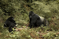 gorilla